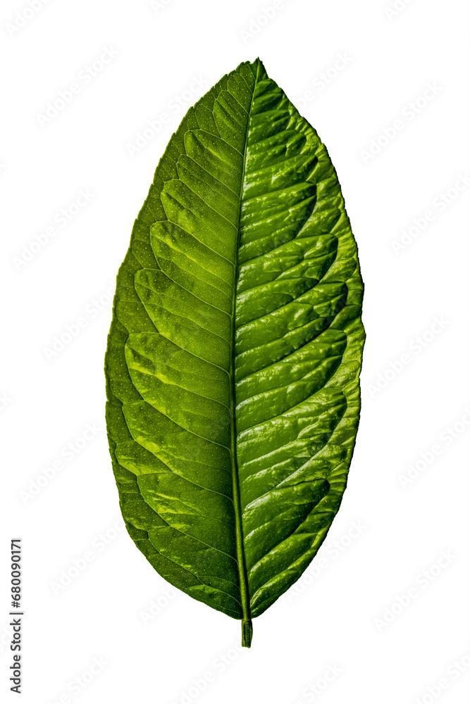 Obraz premium green leaf isolated on white