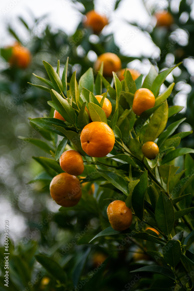 oranges on tree