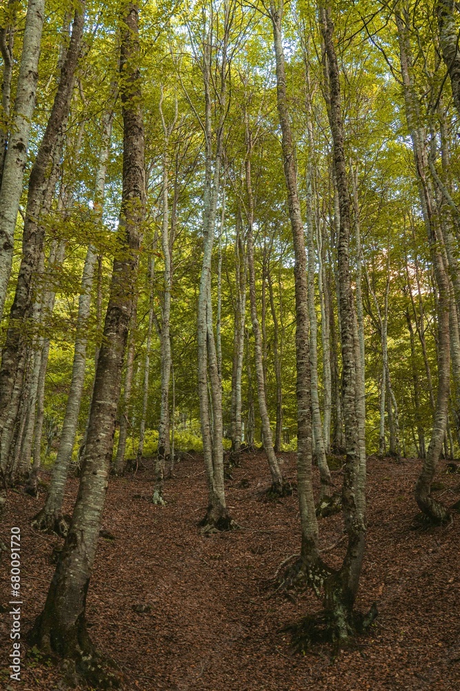 bosque de arboles altos en la naturaleza bosque de arboles altos en la naturaleza