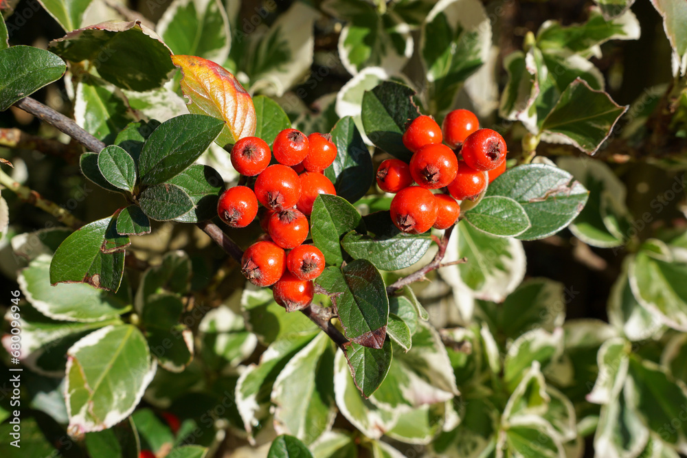 red winter berries and green leaf background. festive foliage. seasonal bush berries 