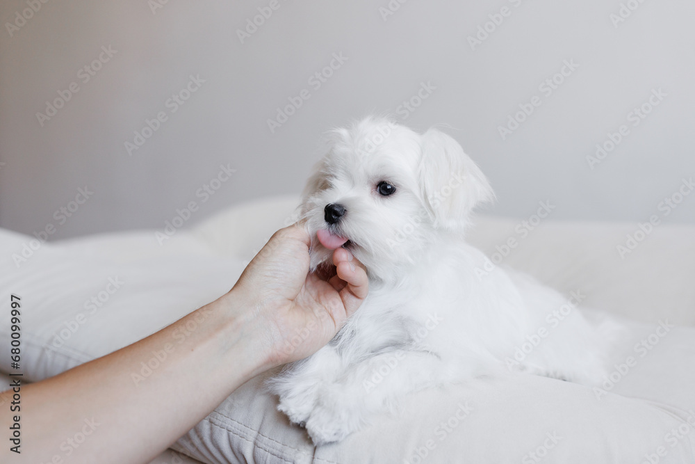 Cute small white puppies of the Maltez breed plays, rests and licks his lips on the bed. Cute small white puppies of the Maltez breed plays, rests and licks his lips on the bed.