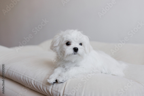 Cute small white puppies of the Maltez breed plays, rests and licks his lips on the bed.