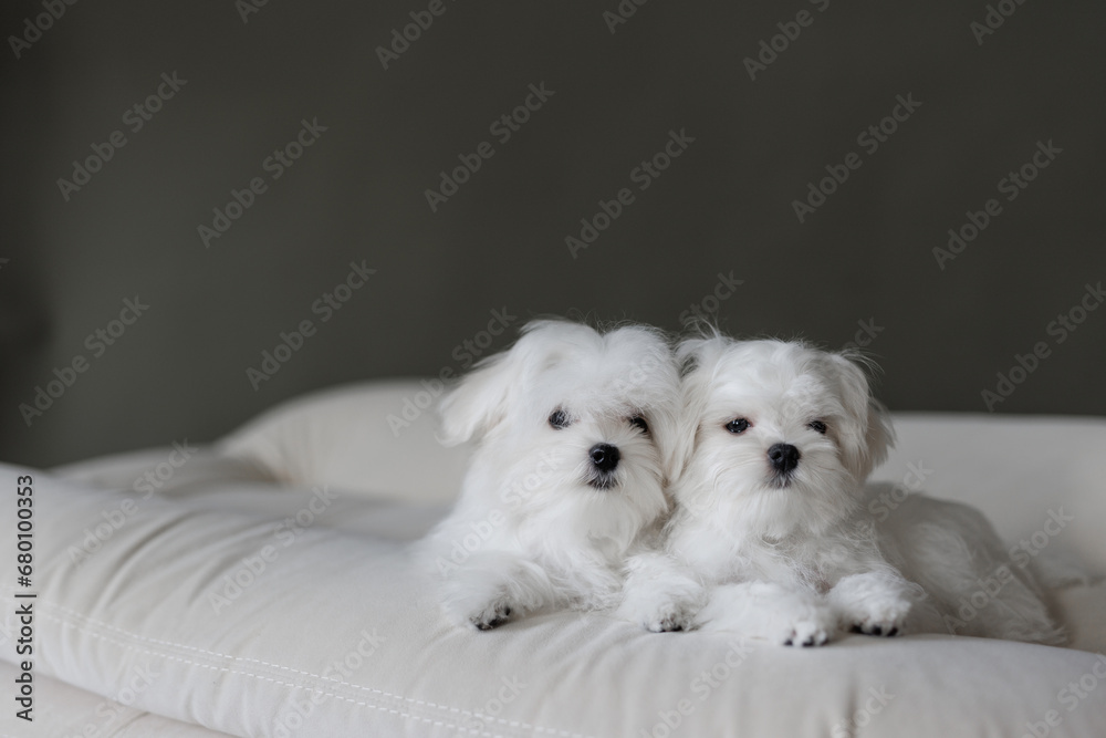 Cute small white puppies of the Maltez breed plays, rests and licks his lips on the bed. Cute small white puppies of the Maltez breed plays, rests and licks his lips on the bed.