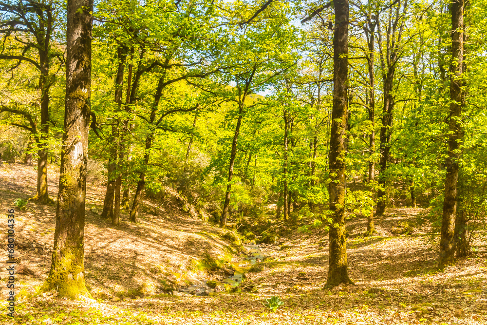 Beautiful green forest in spring time. Nature background with copy space