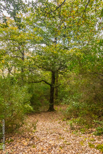 Landscape photo of a forest. Tunisian Landscape  Ain Draham  Jendouba  Tunisia