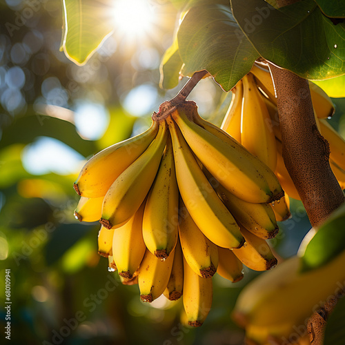 Close-up de bananas em um ramo de árvore, com a luz solar delicadamente refletindo sobre elas. photo