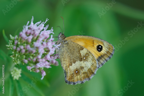 Closeup on a macro shot of gatekeeper or hedge brown butterfly, Pyronia tithonus on a purple flower in the garden photo