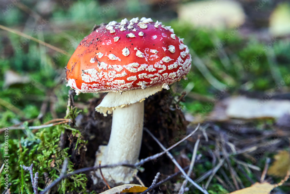 Closeup of toadstool fungus among forest heather bushes during autumn Closeup of toadstool fungus among forest heather bushes during autumn
