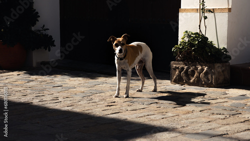 Dog without a leash on the street looking at the camera. Image with lights and shadows featuring a dog.