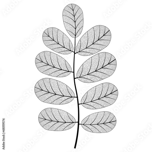 Leaf vein vector texture isolated transparent autumn black detail botanical vein leaf organic