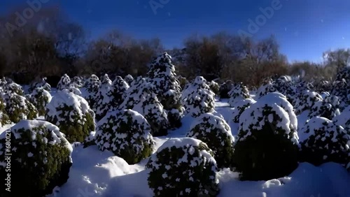 Snow-covered thuyas and falling snow. A short video of beautiful white snow. photo