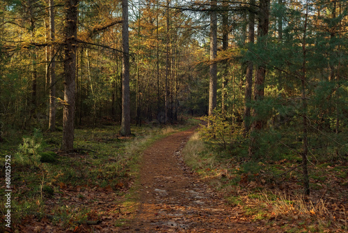 Path in pine forest on a sunny day in autumn. © ysbrandcosijn