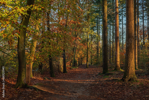 Path in sunny autumn forest with deciduous trees and pines.