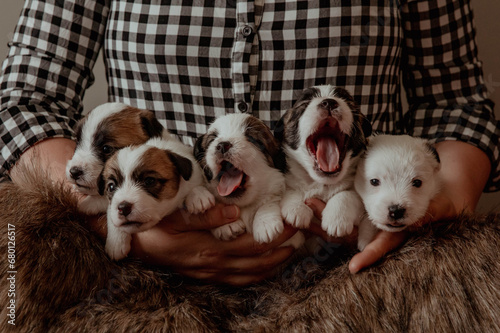 Newborn puppies with brown muzzles on human hands photo