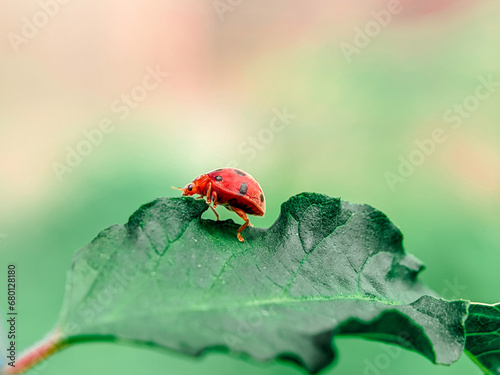 A beautiful little red beetle on a green leaf with a blurred background. © Indriyan Saputra