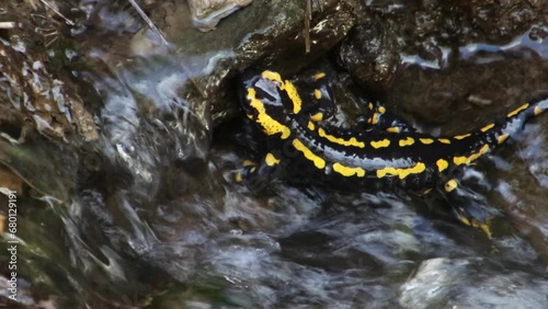 Close up of Fire Salamander climbing through rocks in a stream of water, also called Salamandra salamandra or Feuersalamander
