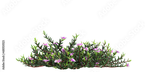 3d illustration of Carpobrotus Glaucescens bush isolated on transparent background