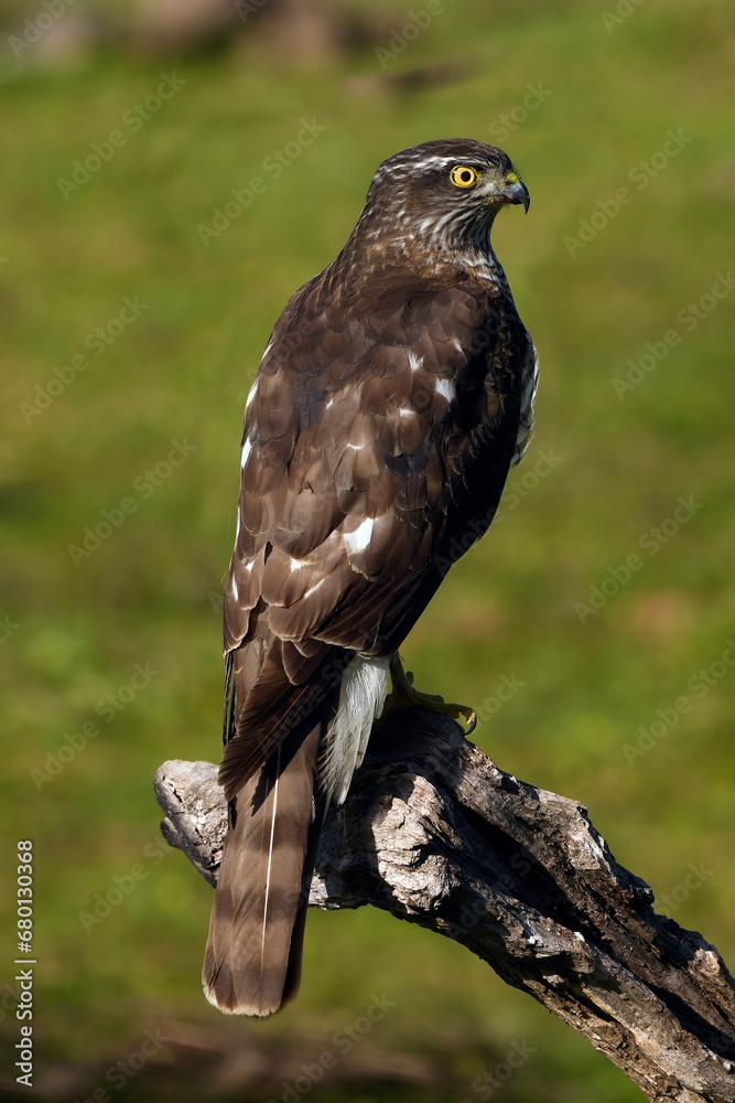 Fototapeta premium Sparrowhawk // Sperber (Accipiter nisus)
