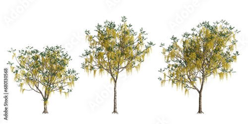 3d illustration of set Cassia fistula tree isolated on transparent background photo
