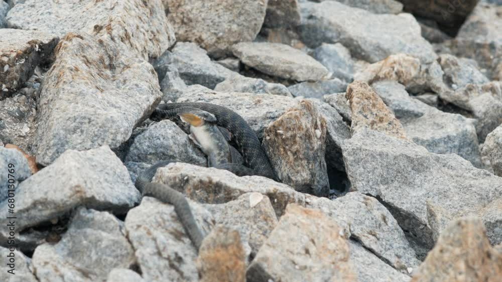 A snake among the stones swallows a caught fish A snake among the stones swallows a caught fish