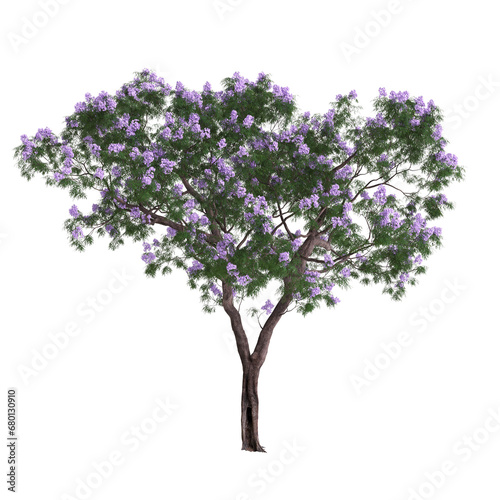 3d illustration of Jacaranda tree isolated on transparent background