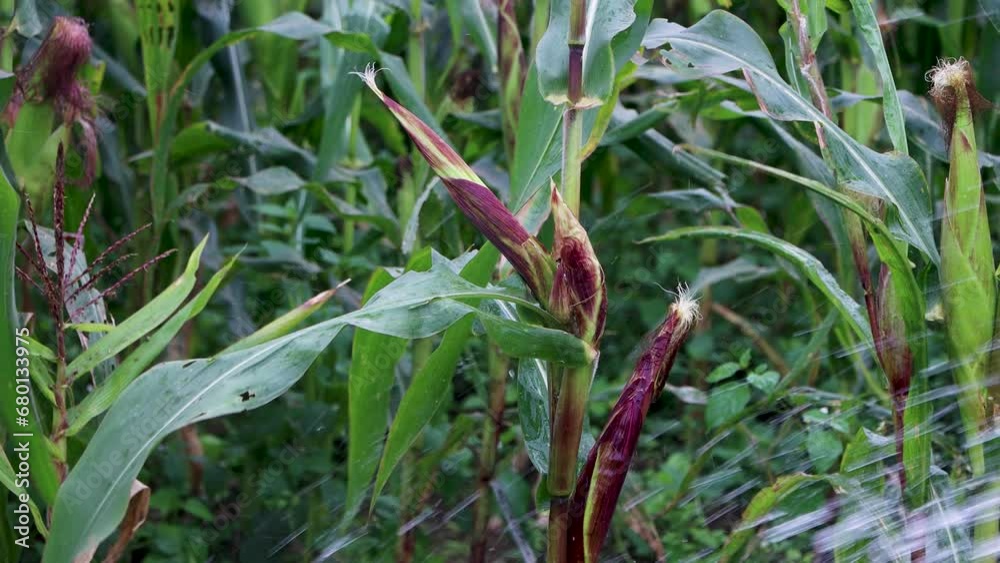 Corn field, Corn Maize Agriculture Nature Field. Green Maize Plants, excellent growth, good corn harvest, ripening of the corn field. Farm of maize plants. Corn field, Corn Maize Agriculture Nature Field. Green Maize Plants, excellent growth, good corn harvest, ripening of the corn field. Farm of maize plants.
