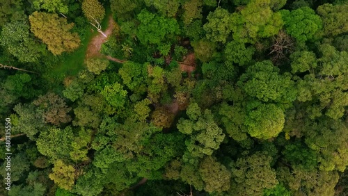 Aerial drone top down shot of lush green primeval jungle forest in remote national park of Thailand