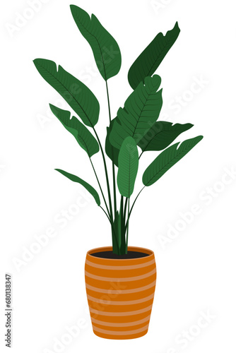 Trendy house plant banana palm in pot, natural home office, decor and urban jungle, isolated on white background