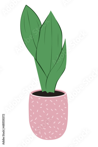 Trendy house plant Sansevieria moonshine in pot, natural home office, decor and urban jungle, isolated on white background