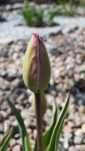 tulip flower in spring, tulip bud