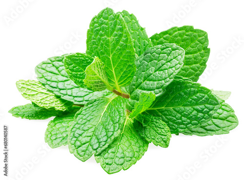 Green fresh top of peppermint or spearmint isolated on white background. Full depth of field.