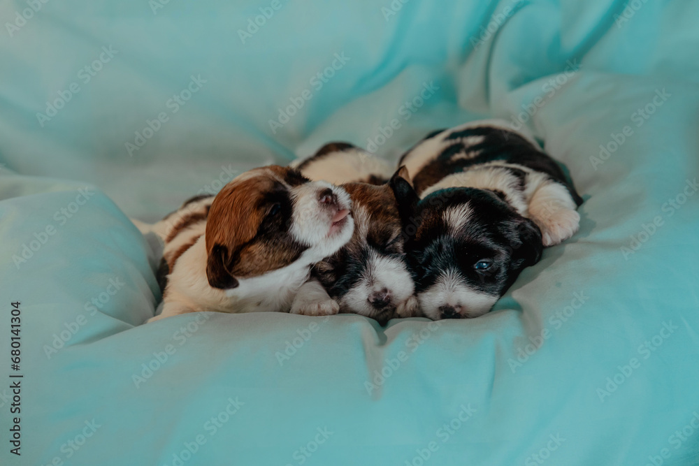 Newborn puppies with brown muzzles sleepping on blue bed Newborn puppies with brown muzzles sleepping on blue bed