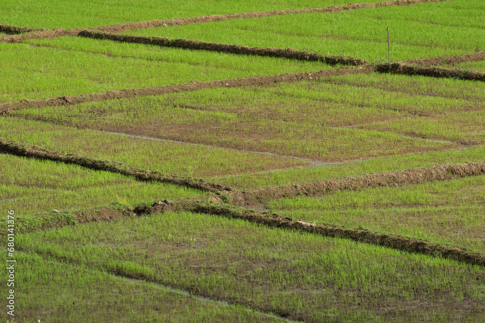Look of a cultivated paddy field