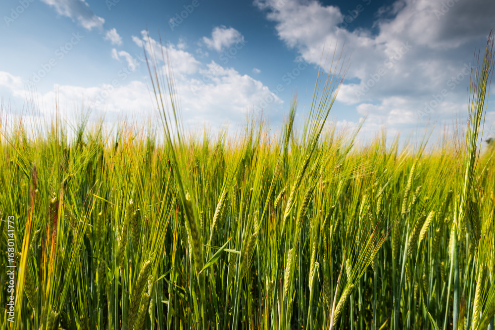 Spring wheats field with clouds on blue sky on background Spring wheats field with clouds on blue sky on background