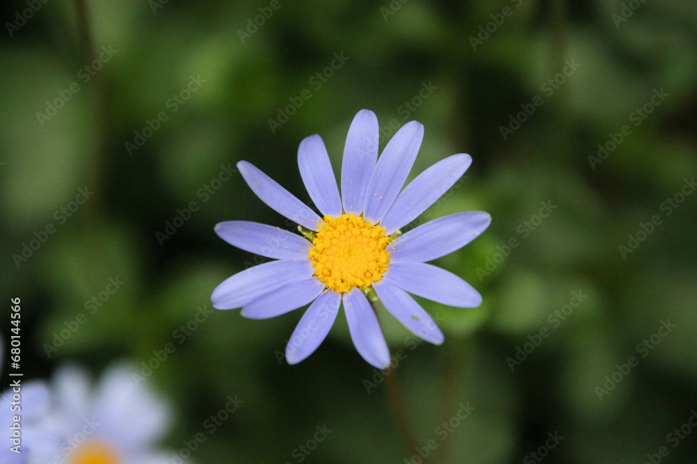 Fototapeta premium flower in the garden