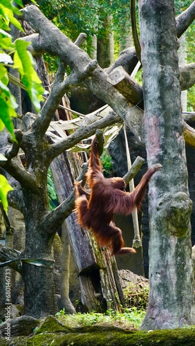 Małpa orangutan małpka zoo 