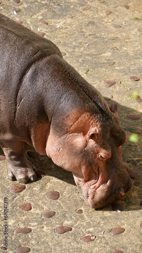 Hipopotan zoo