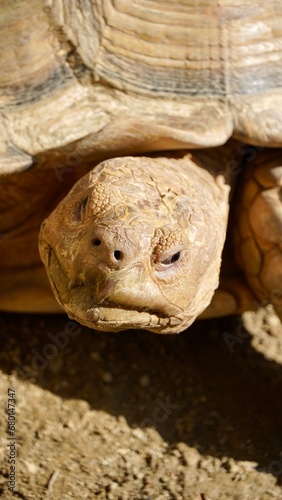 Głowa żółwia żółw