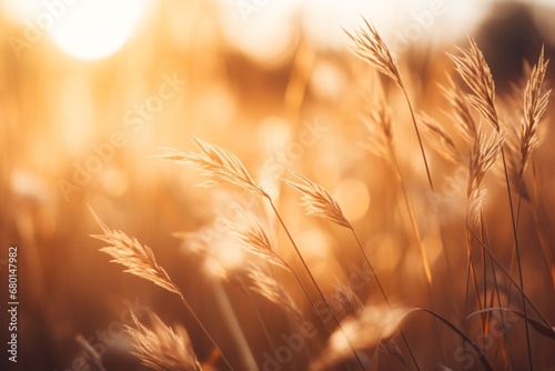 Wheat field with close up of wheat crop