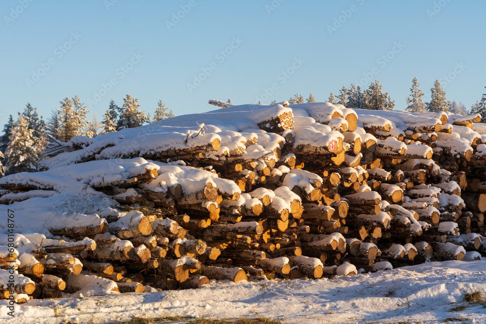A Stack of trees covered with snow on a cold sunny winter day