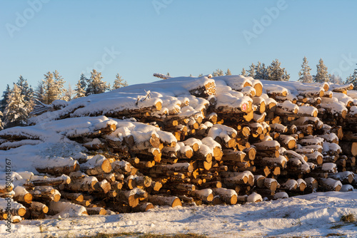 Obraz na płótnie A Stack of trees covered with snow on a cold sunny winter day w salonie