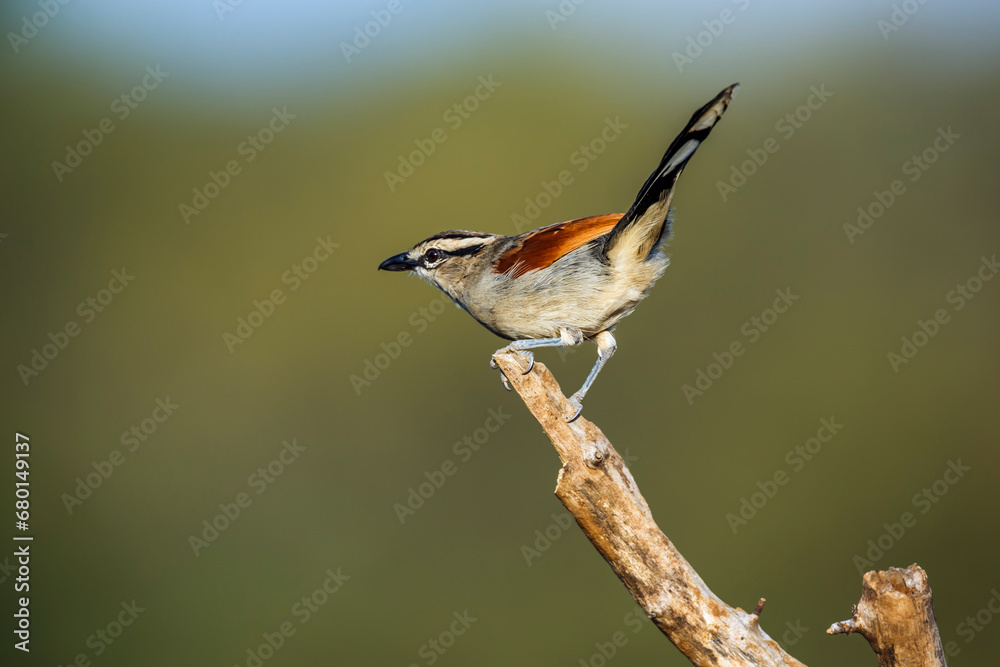 Brown-crowned Tchagra standing on a branch isolated in natural background in Kruger National park, South Africa ; Specie Tchagra australis family of Malaconotidae