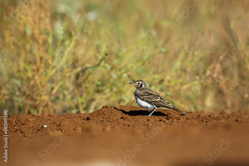 Quadro em tela Dusky Lark walking on the ground in Kruger National park, South Africa; specie P