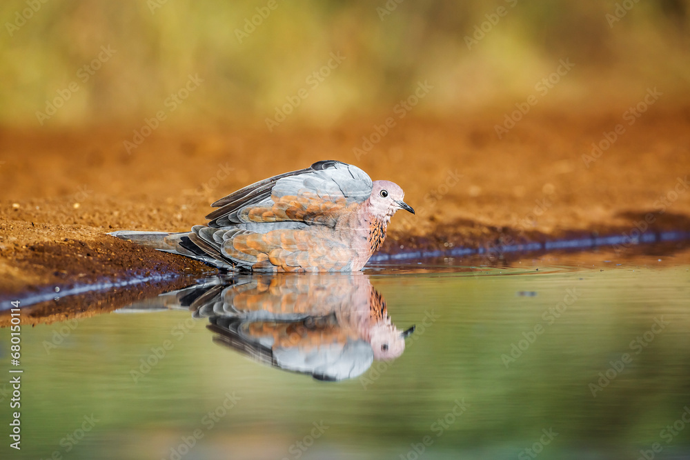 Fototapeta premium Laughing Dove bathing in waterhole with reflection in Kruger National park, South Africa ; Specie Streptopelia senegalensis family of Columbidae