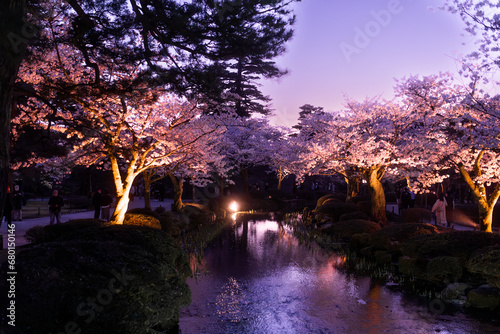 blühende Kirschbäume bei Nacht mit Mond in einem Sengarten in Japan photo
