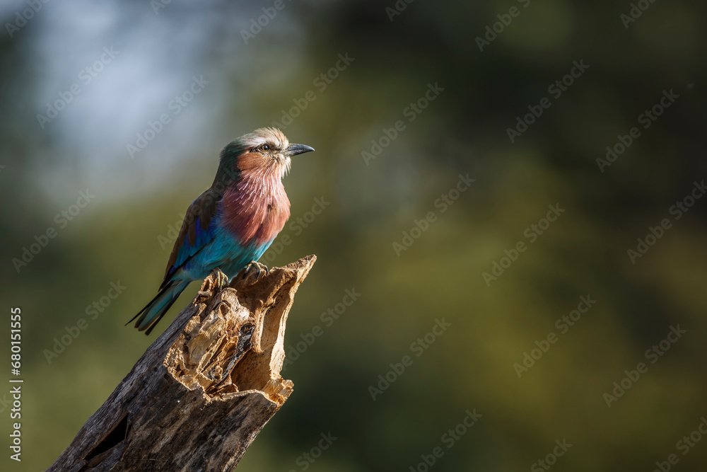 Naklejka premium Lilac breasted roller standing on a log isolated in natural background in Kruger National park, South Africa ; Specie Coracias caudatus family of Coraciidae
