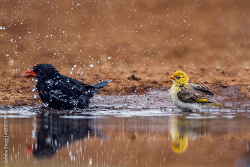 Red billed Buffalo Weaver and red headed weaver bathing in waterhole in Kruger National park, South Africa ; Specie Bubalornis niger family of Ploceidae