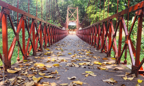 the bridge in the autumn nature scenery in the forest, which is beautiful with autumn colors