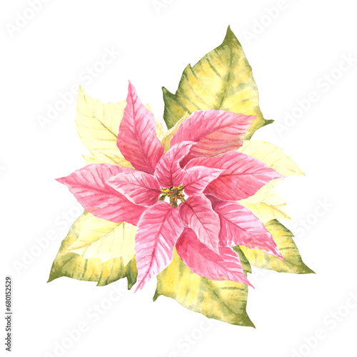 Watercolor hand draw pink poinsettia, pulcherrima flowers and leaves Traditional plant for Christmas or New Year decor, greeting card design, winter holiday celebrate print. Isolated, white background