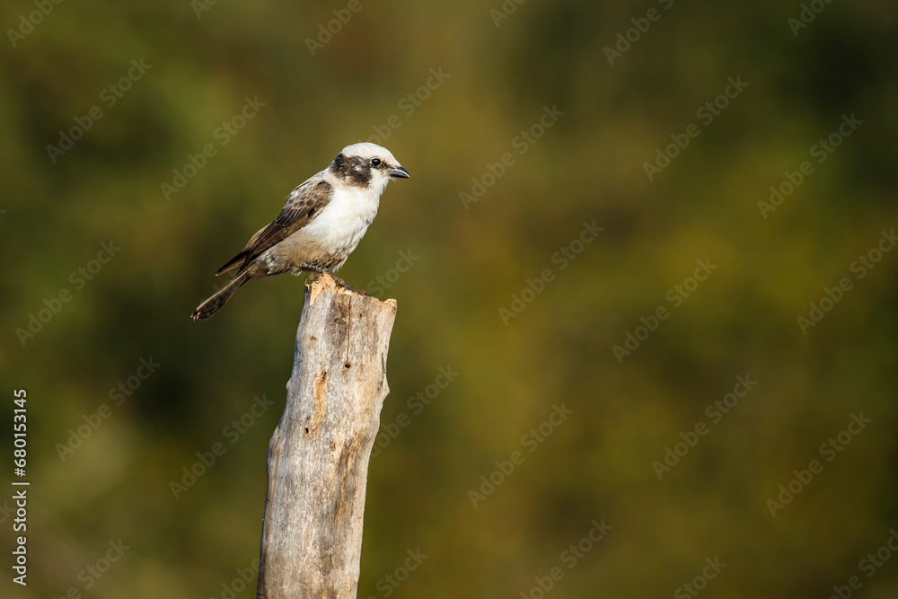 White crowned Shrike standing on a log isolated in natural background in Kruger National park, South Africa ; Specie Eurocephalus anguitimens family of Laniidae